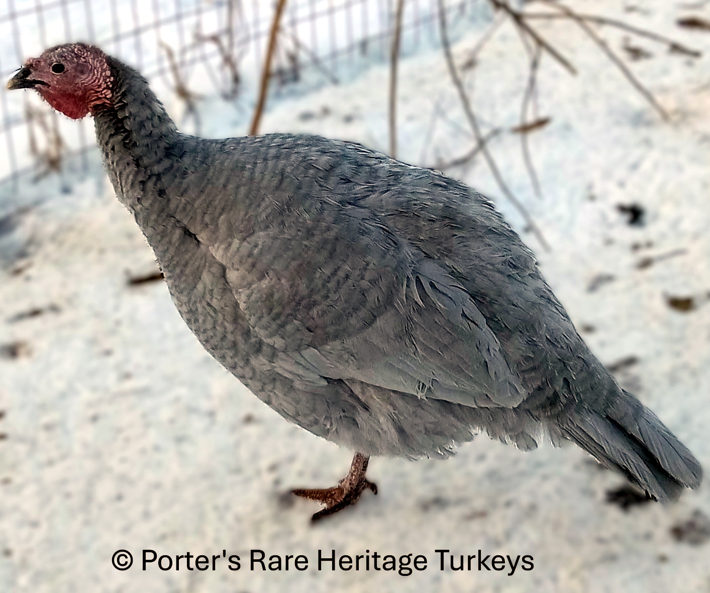 Barred Recessive Blue