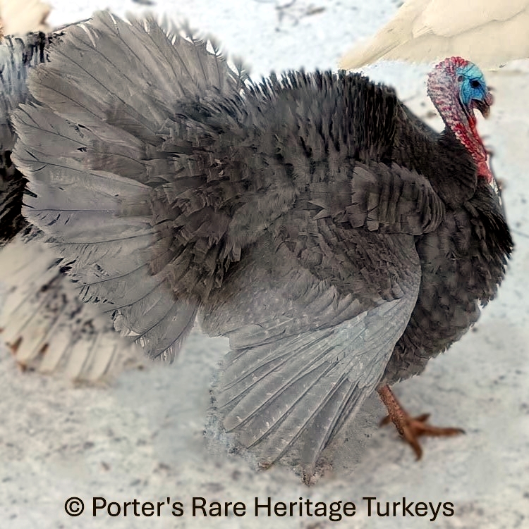 Barred Recessive Blue