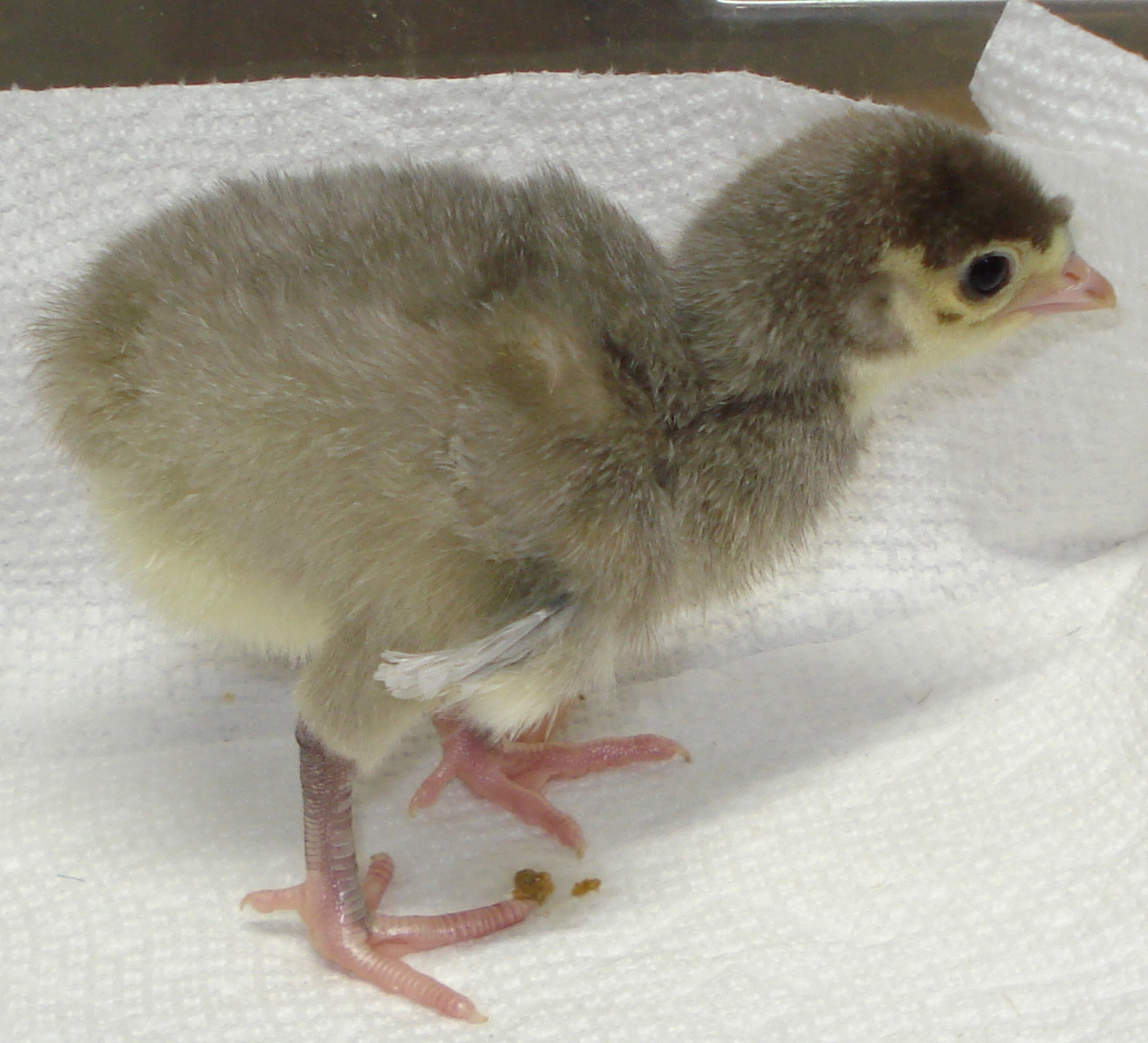 Barred Recessive Blue Poult