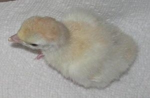 Blue Sweetgrass Poult