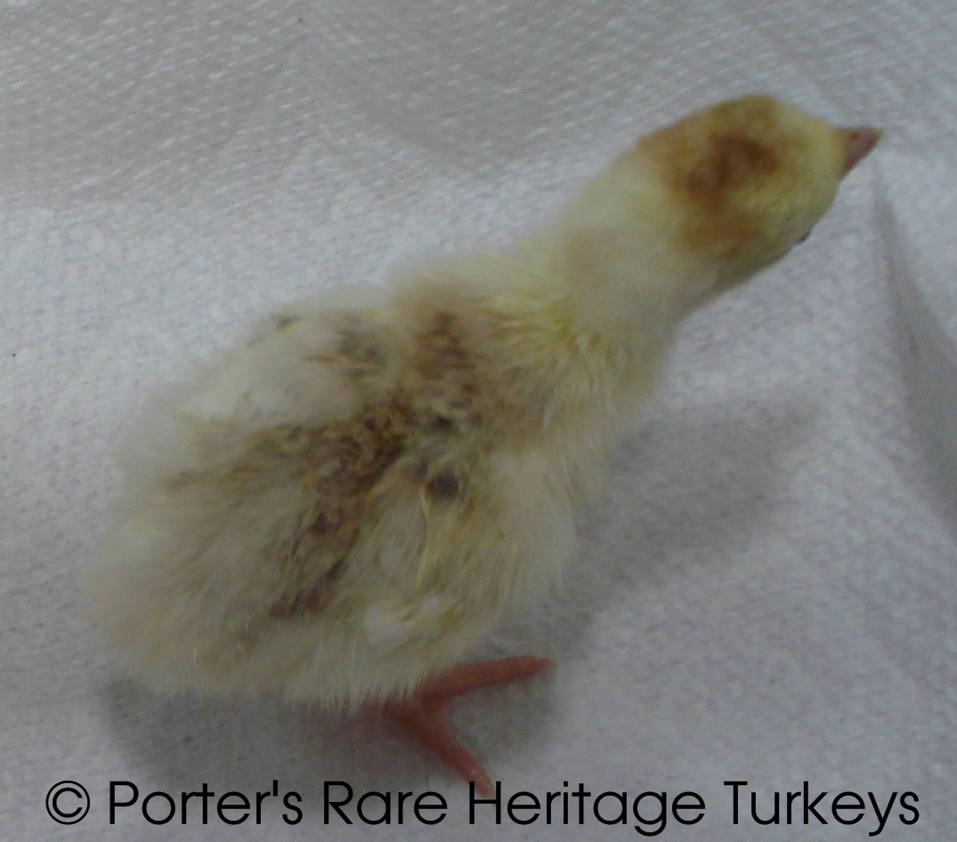 Bourbon Buff Poult